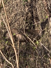Odocoileus virginianus
