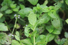 Mentha
