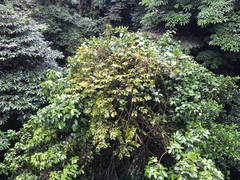 Image of Phoradendron chrysocladon