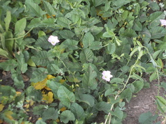 Convolvulus arvensis