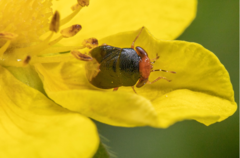 Geocoris erythrocephalus