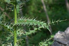 Cirsium verutum