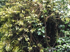 Phoradendron chrysocladon