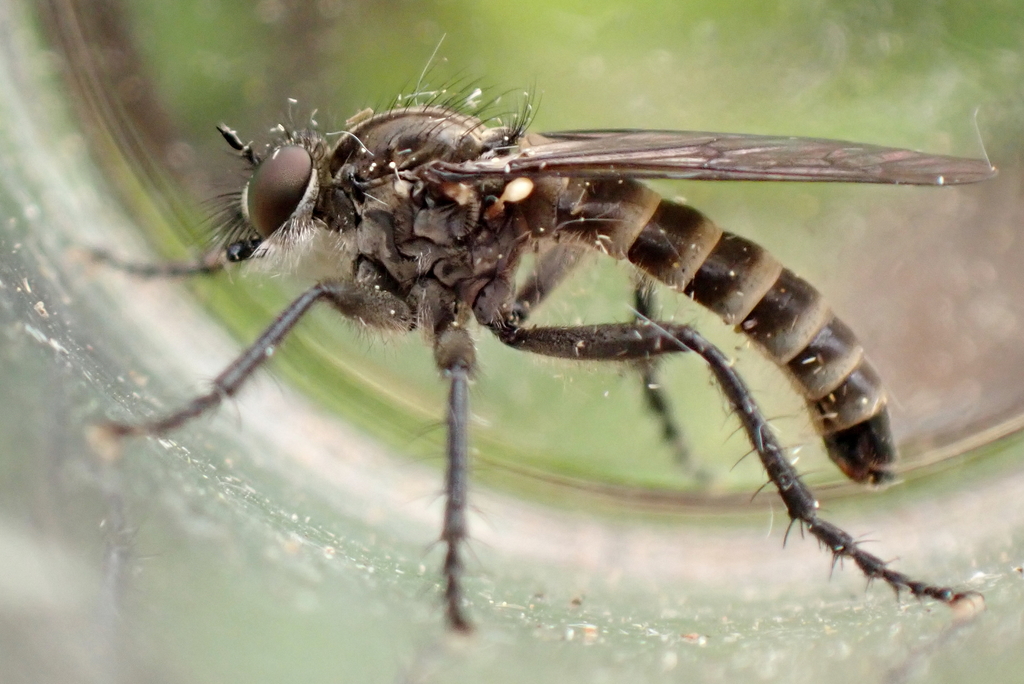 Subalpine Sandpirate