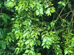 Phoradendron chrysocladon