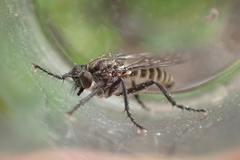 Lasiopogon aldrichii