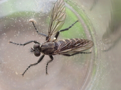 Lasiopogon aldrichii