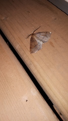 Metarranthis obfirmaria