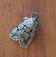 Sympistis dinalda