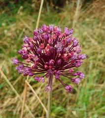Allium ampeloprasum