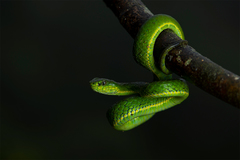 Craspedocephalus macrolepis