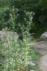 Cirsium verutum