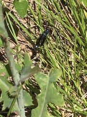 Chlorion aerarium