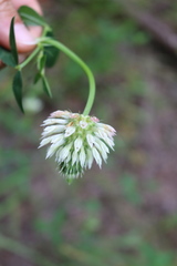 Trifolium vesiculosum