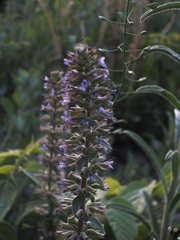 Dracocephalum thymiflorum