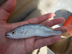 Cynoscion arenarius