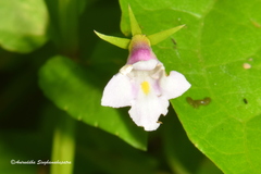 Torenia anagallis