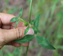 Trifolium vesiculosum