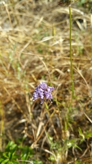 Gilia capitata chamissonis