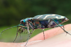 Cicindela tranquebarica vibex