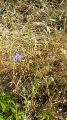 Gilia capitata chamissonis