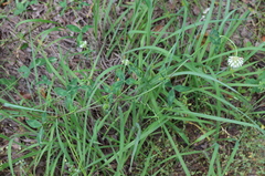 Trifolium vesiculosum