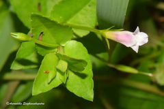 Torenia anagallis