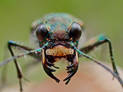 Cicindela tranquebarica vibex