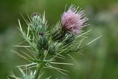 Cirsium verutum