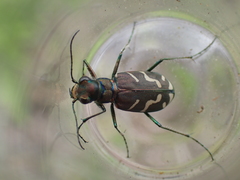 Cicindela tranquebarica vibex