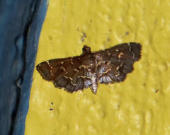 Eurrhyparodes splendens