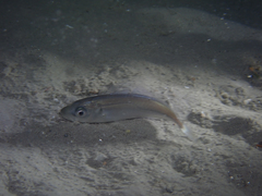 Trachurus trachurus