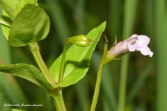 Torenia anagallis