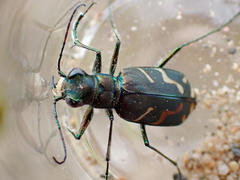 Cicindela tranquebarica vibex