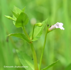 Torenia anagallis