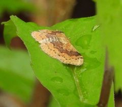 Leptostales ferruminaria