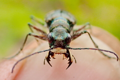 Cicindela tranquebarica vibex