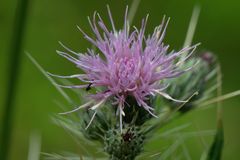 Cirsium verutum