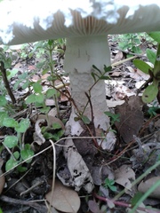 Amanita strobiliformis