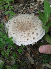 Amanita strobiliformis