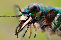 Cicindela tranquebarica vibex