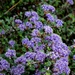 Rincon Ridge Ceanothus - Photo (c) icosahedron, some rights reserved (CC BY), uploaded by icosahedron