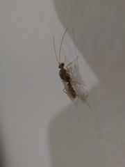 Odontomachus