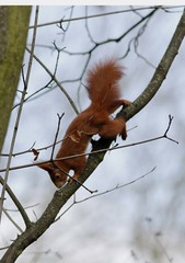 Sciurus vulgaris