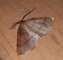 Metarranthis obfirmaria