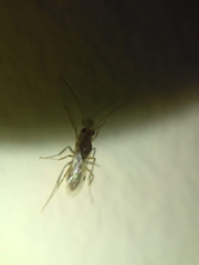 Odontomachus