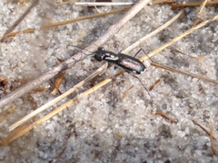 Cicindela scabrosa