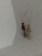 Odontomachus
