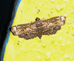 Eurrhyparodes splendens