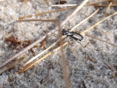 Cicindela scabrosa